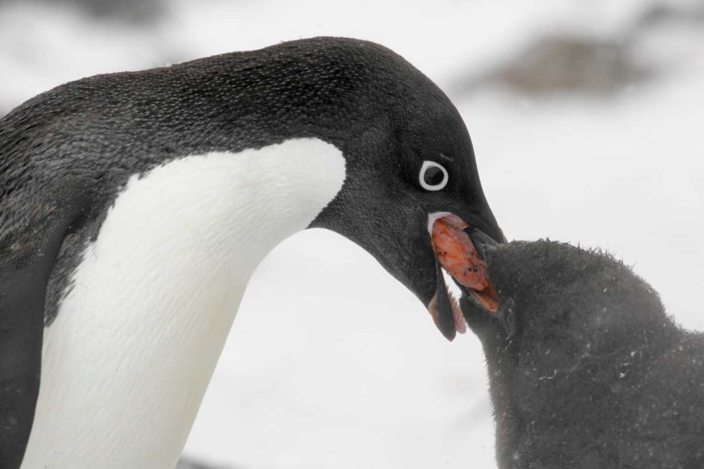 Antarctica, Adelie penguin feeding young art print by Arthur Morris for $57.95 CAD