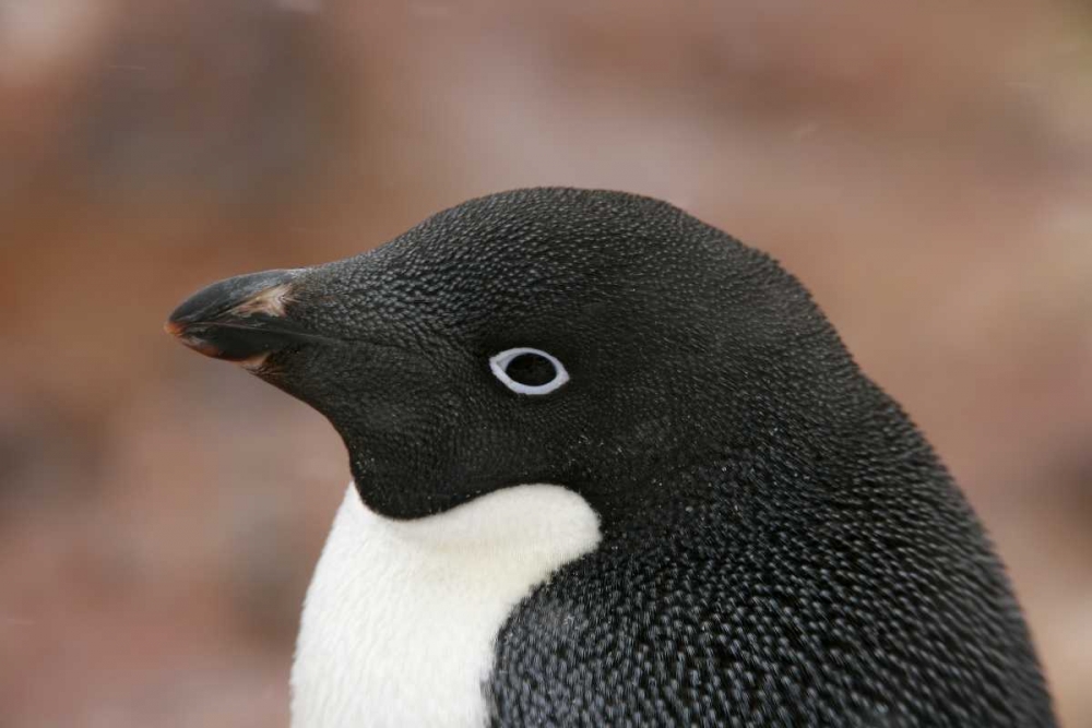 Antarctica, Brown Bluff Adelie penguin adult art print by Arthur Morris for $57.95 CAD