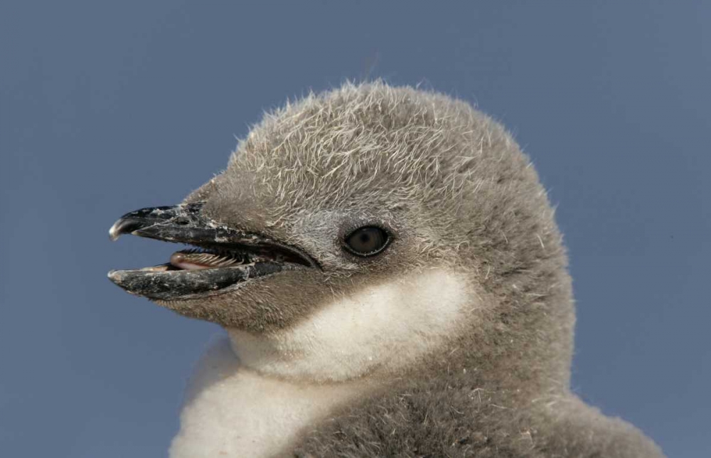 Antarctica, Half Moon IslChinstrap penguin chick art print by Arthur Morris for $57.95 CAD