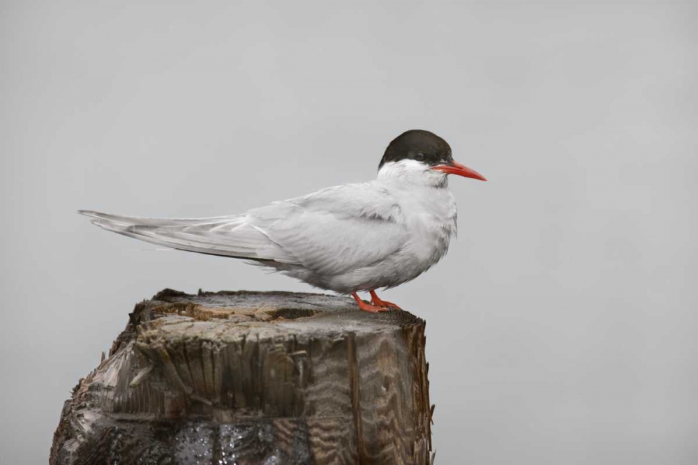 Antarctica, Grytviken Antarctic Tern on post art print by Don Grall for $57.95 CAD