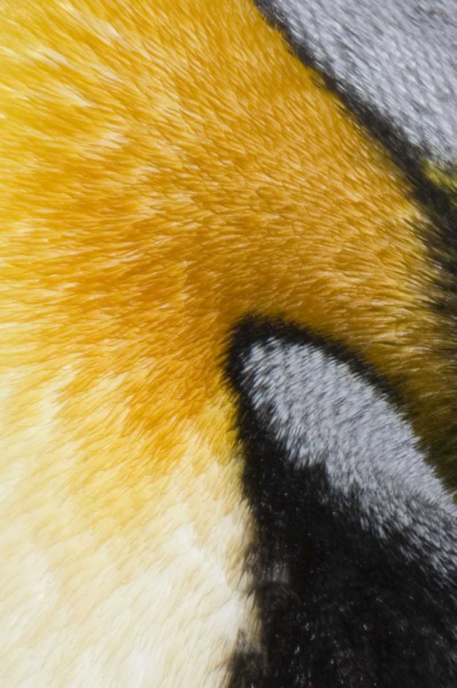 Antarctica, St Andrews Bay King penguin art print by Don Grall for $57.95 CAD