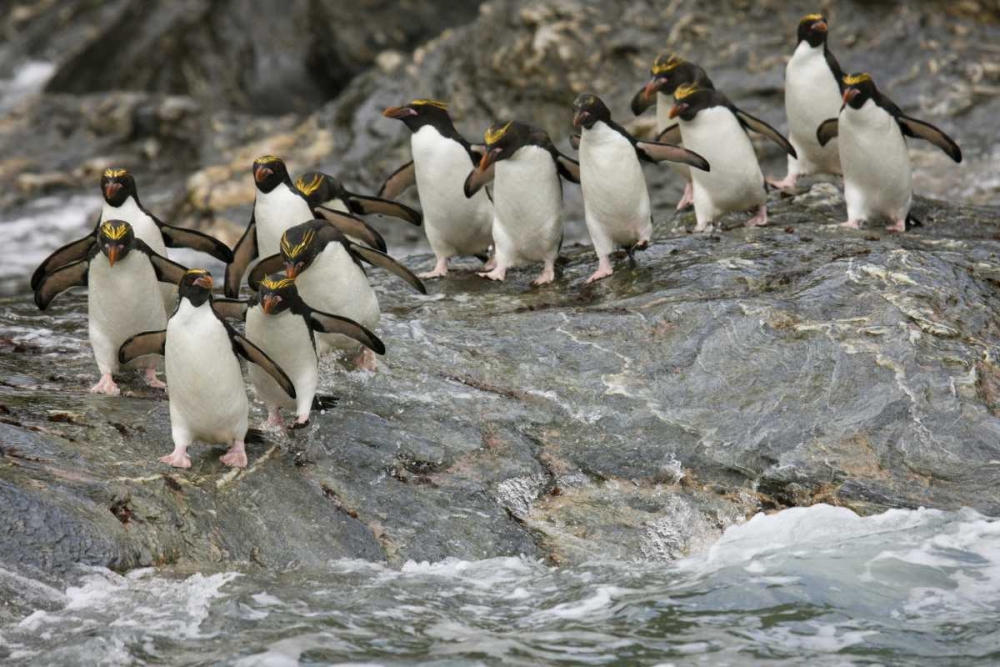 Antarctica, Royal Bay Macaroni Penguins art print by Don Grall for $57.95 CAD