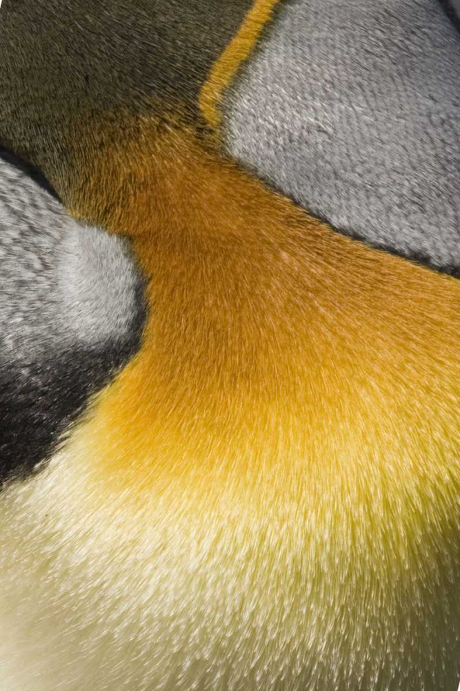 Antarctica, Salisbury Plain King penguin art print by Don Grall for $57.95 CAD