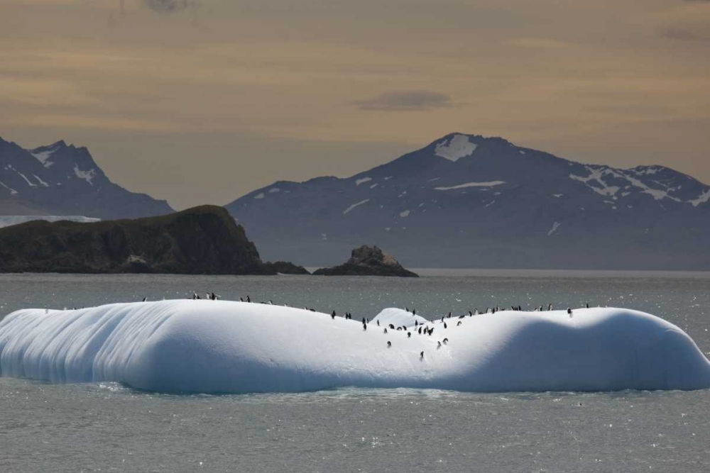 Antarctica, Chinstrap and gentoo penguins art print by Don Grall for $57.95 CAD