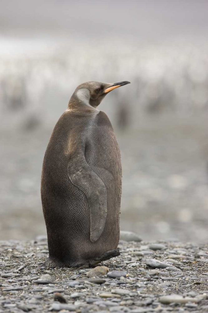 Antarctica, A dark morph of a king penguin art print by Don Grall for $57.95 CAD
