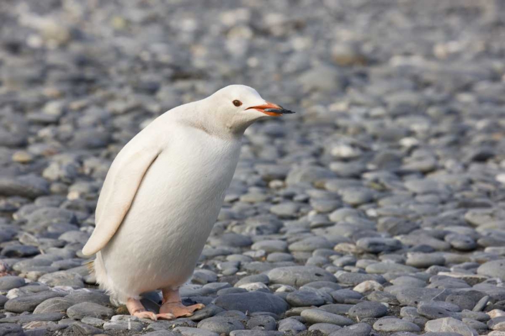 Antarctica, Salisbury Plain White gentoo penguin art print by Don Grall for $57.95 CAD