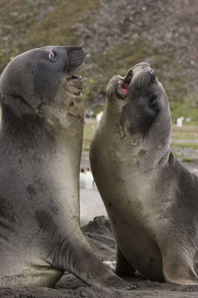 Antarctica, St Andrews Southern Elephant Seals art print by Don Grall for $57.95 CAD
