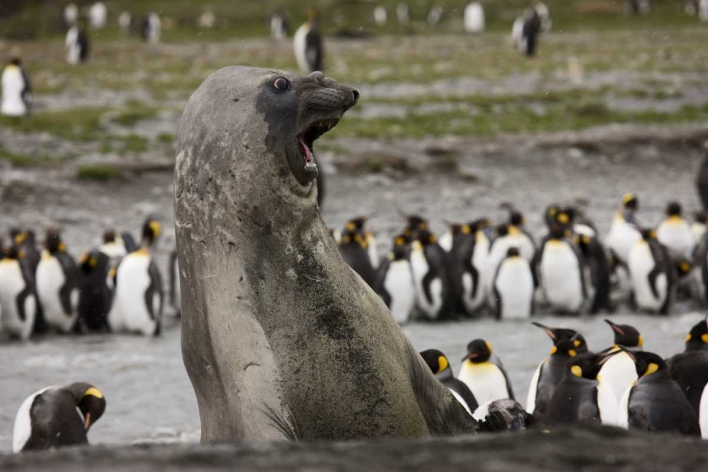 Antarctica, Aggressive Southern Elephant Seal art print by Don Grall for $57.95 CAD