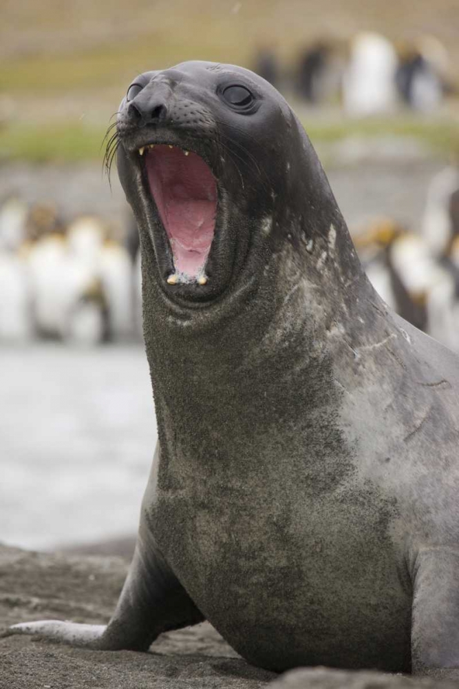 Antarctica A threatening Southern Elephant Seal art print by Don Grall for $57.95 CAD