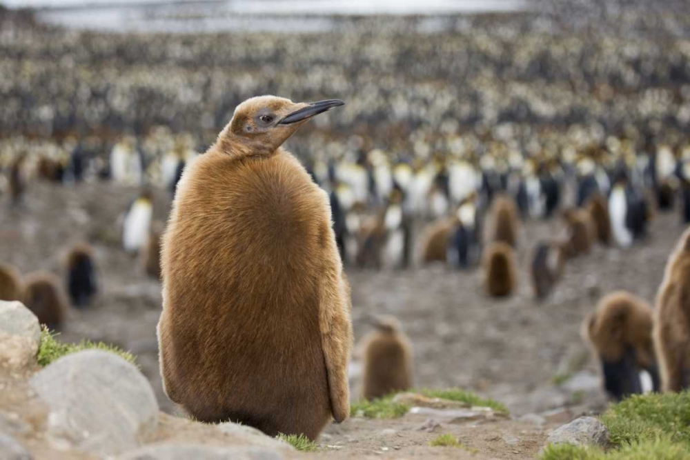Antarctica, St Andrews Bay King penguin chick art print by Don Grall for $57.95 CAD