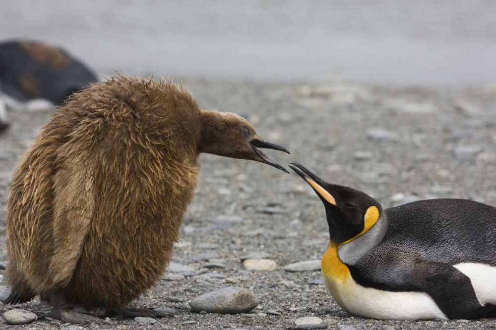 Antarctica King penguin Oakum Boy chick art print by Don Grall for $57.95 CAD