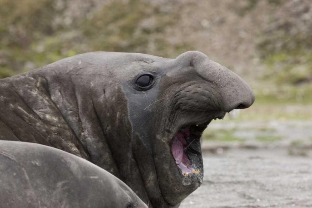 Antarctica, St Andrews Southern Elephant Seal art print by Don Grall for $57.95 CAD