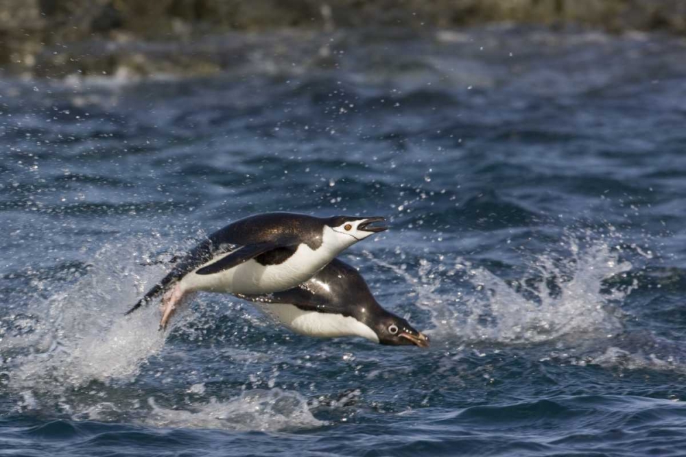 Antarctica, Adelie penguins porpoising art print by Don Grall for $57.95 CAD