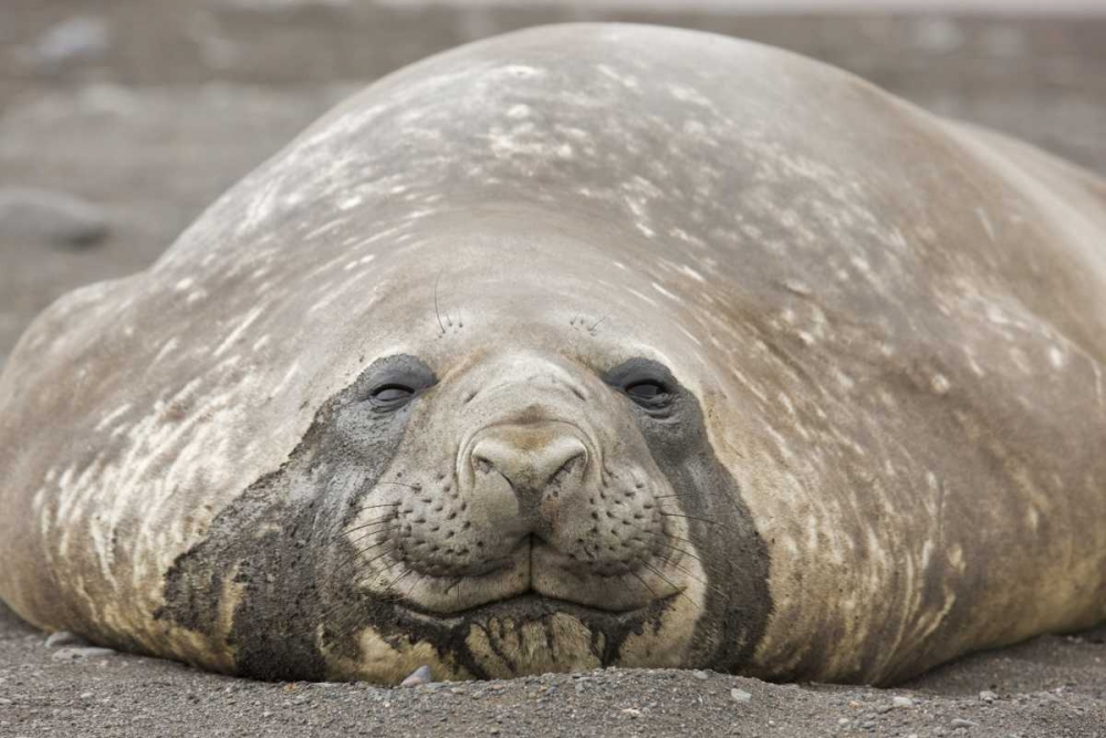 Antarctica, Livingston Is Southern elephant seal art print by Don Grall for $57.95 CAD
