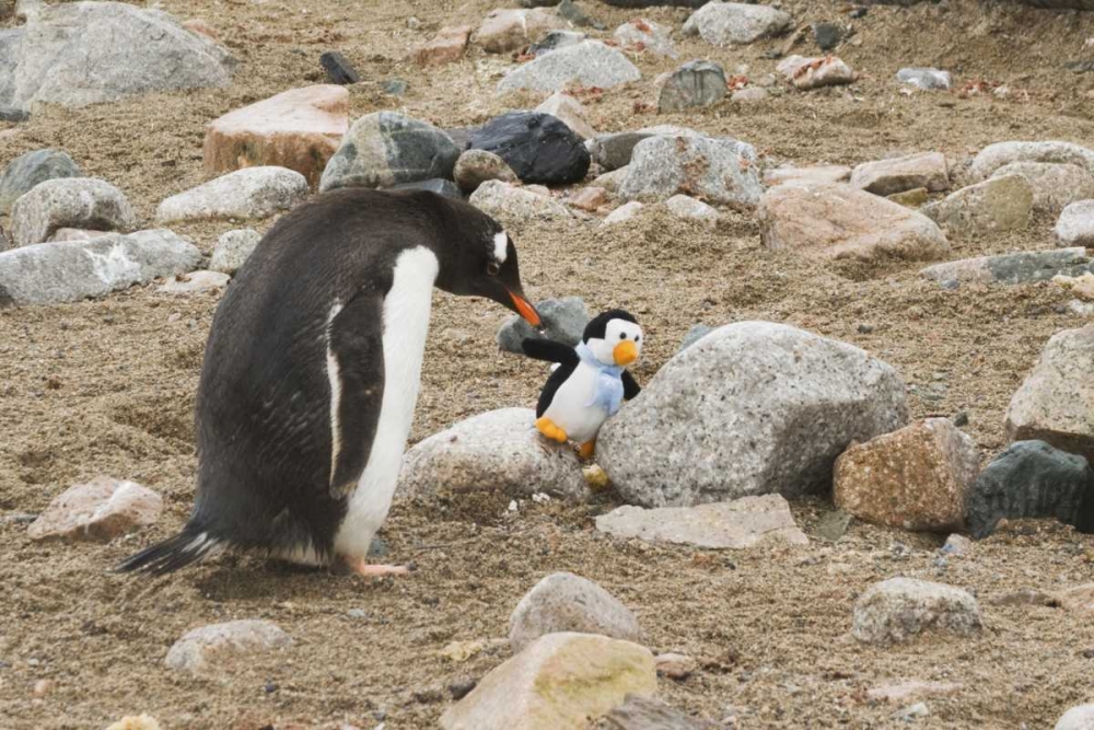 Antarctica, Neko Harbor Curious gentoo penguin art print by Don Grall for $57.95 CAD