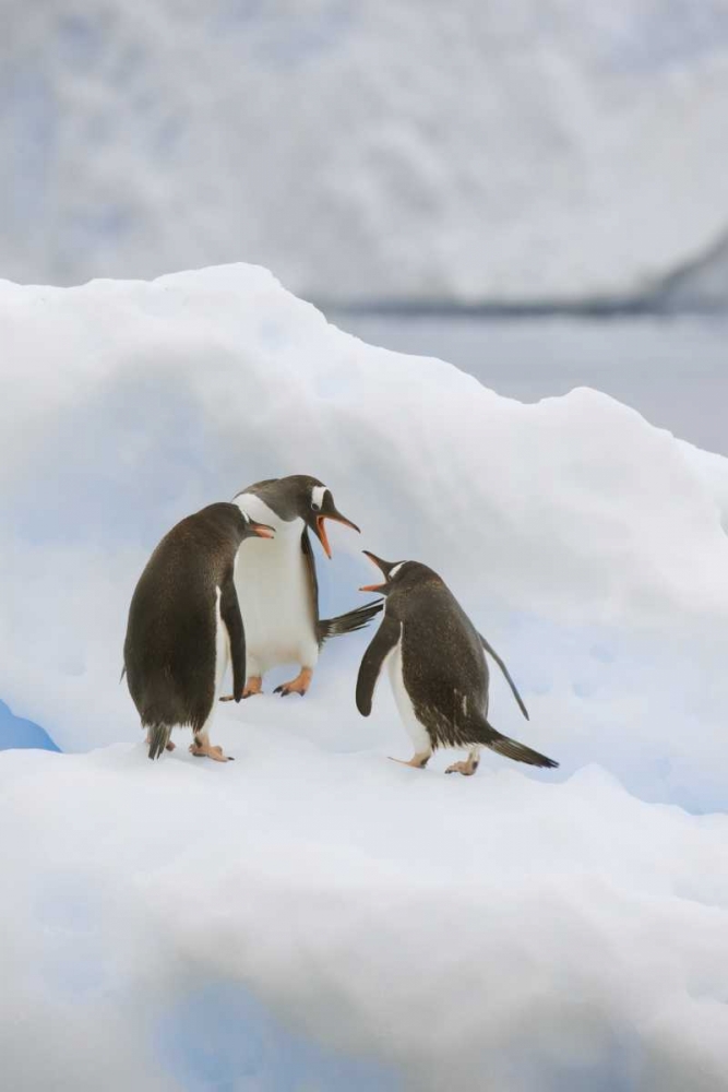 Antarctica, Neko Harbor Gentoo penguins quabble art print by Don Grall for $57.95 CAD