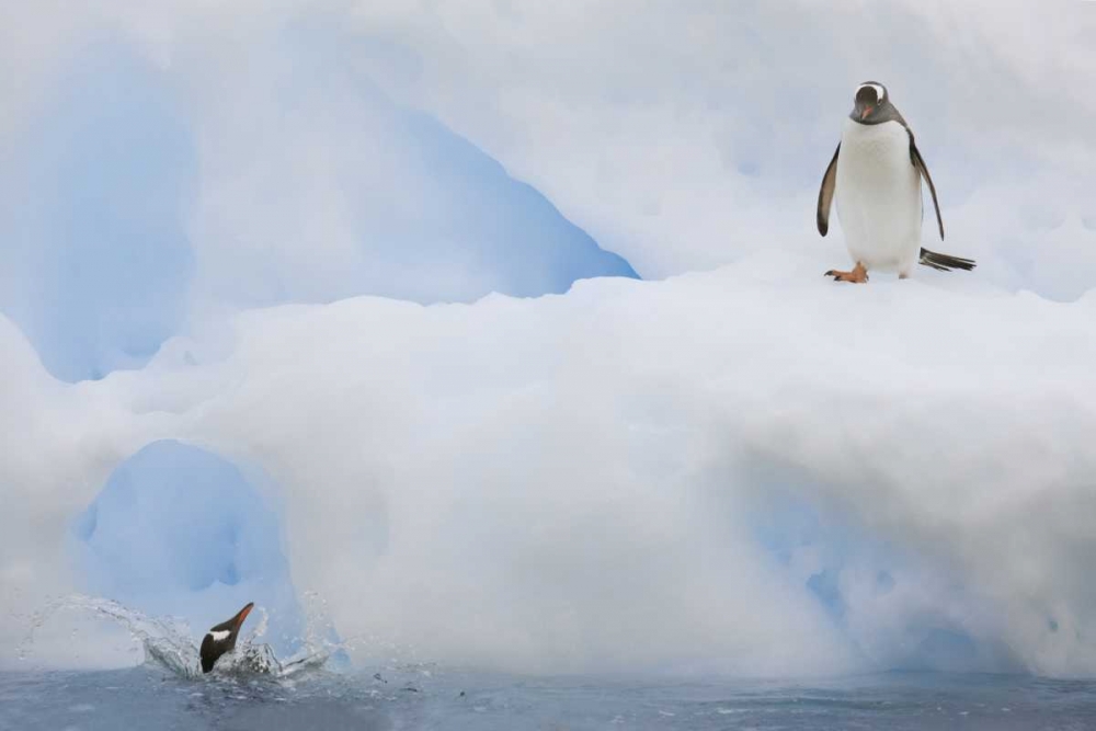 Antarctica Gentoo penguins on an iceberg art print by Don Grall for $57.95 CAD