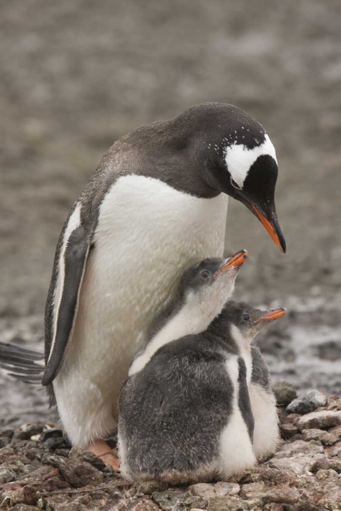 Antarctica, Aitcho Isl Gentoo penguin and chicks art print by Don Grall for $57.95 CAD
