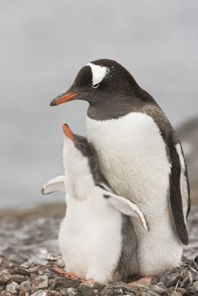 Antarctica, Gentoo penguin chick bonding art print by Don Grall for $57.95 CAD