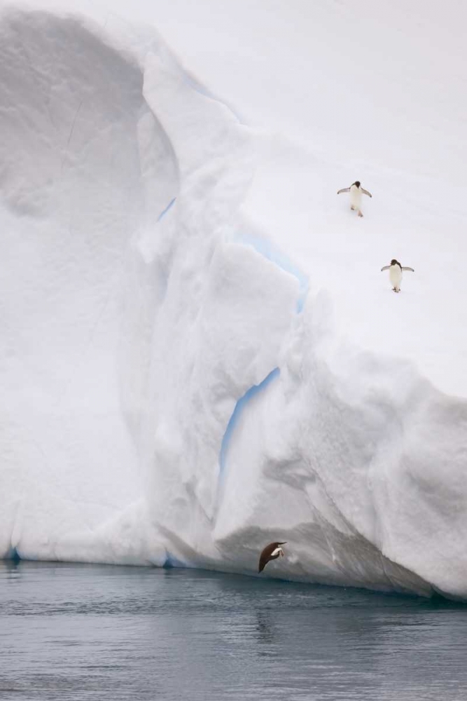 Antarctica Adelie penguin diving off an iceberg art print by Don Grall for $57.95 CAD