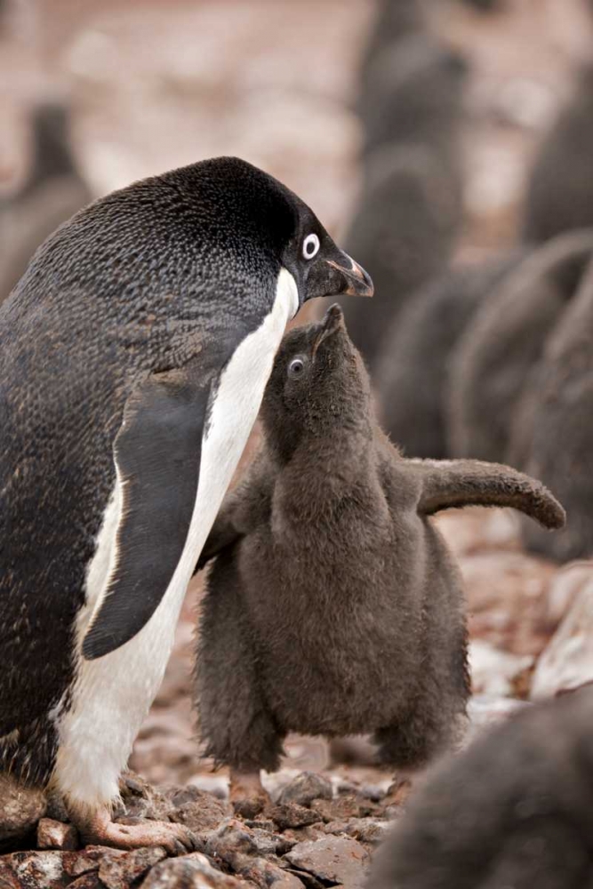 Antarctica, Adelie penguin chick begs for food art print by Don Grall for $57.95 CAD