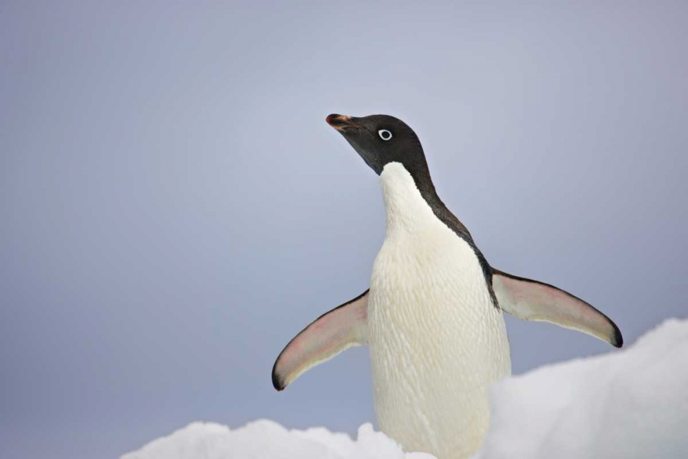 Antarctica, An adult Adelie penguin stretches art print by Don Grall for $57.95 CAD