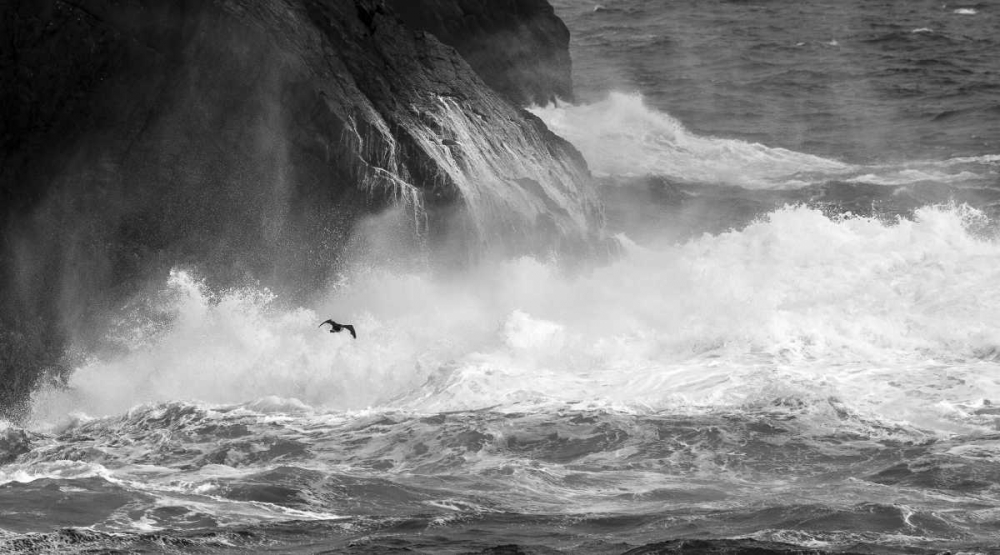 Antarctica Cormorant flying over frothing sea art print by Bill Young for $57.95 CAD