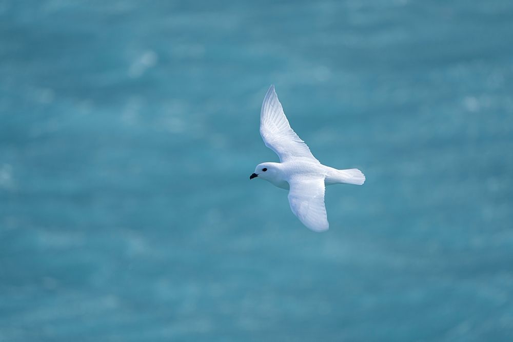 Antarctica-South Georgia Island-Coopers Bay Snow petrel flying above Drygalski Fjord art print by Jaynes Gallery for $57.95 CAD