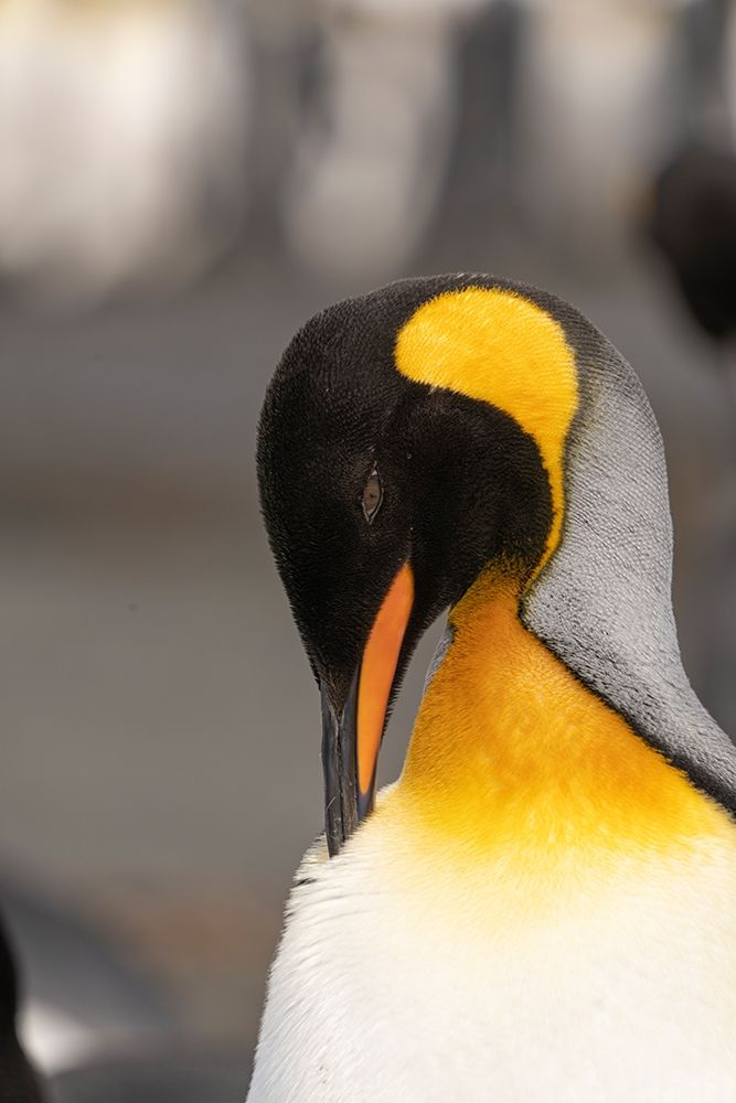 Antarctica-South Georgia Island-Right Whale Bay King penguin preening art print by Jaynes Gallery for $57.95 CAD