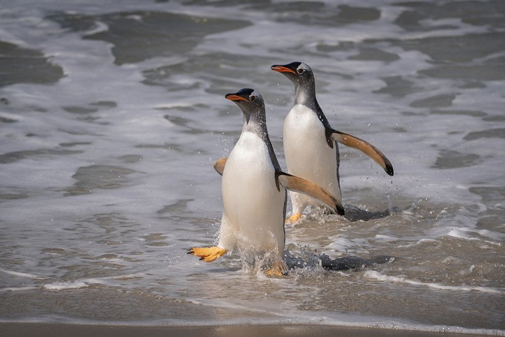 Falkland Islands-Grave Cove Gentoo penguins returning from ocean art print by Jaynes Gallery for $57.95 CAD