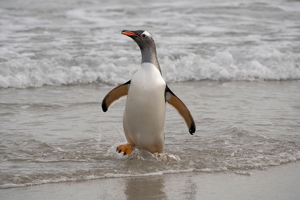 Falkland Islands-Grave Cove Gentoo penguin returning from ocean art print by Jaynes Gallery for $57.95 CAD