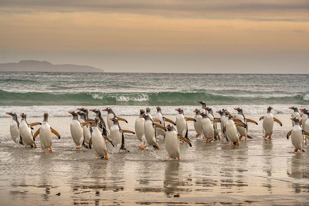 Falkland Islands-Grave Cove Gentoo penguins walking in surf at sunset art print by Jaynes Gallery for $57.95 CAD