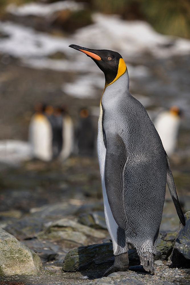 Antarctica-South Georgia Island-Elsehul Bay King penguin close-up art print by Jaynes Gallery for $57.95 CAD