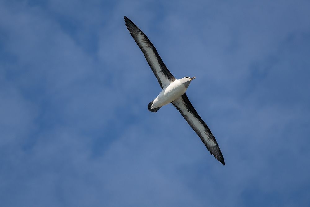 Antarctica-South Georgia Island-Elsehul Bay Grey-headed albatross soars on air currents art print by Jaynes Gallery for $57.95 CAD