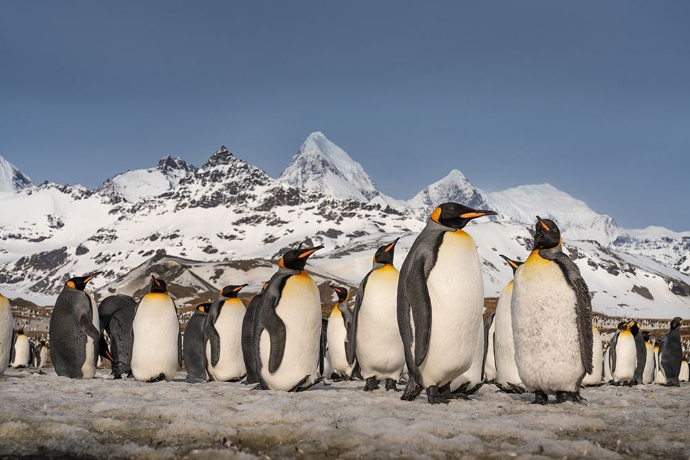 Antarctica-South Georgia Island-St Andrews Bay Landscape with mountain and king penguin colony art print by Jaynes Gallery for $57.95 CAD