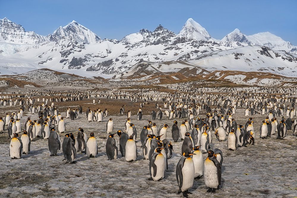 Antarctica-South Georgia Island-St Andrews Bay Landscape with mountain and king penguin colony art print by Jaynes Gallery for $57.95 CAD
