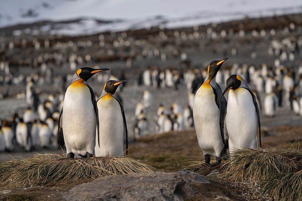 Antarctica-South Georgia Island-St Andrews Bay King penguins at their nests art print by Jaynes Gallery for $57.95 CAD
