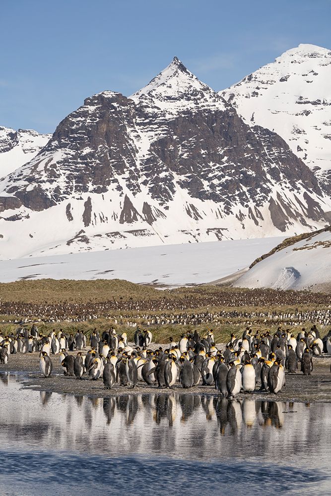 Antarctica-South Georgia Island-Salisbury Plain King penguins on beach art print by Jaynes Gallery for $57.95 CAD
