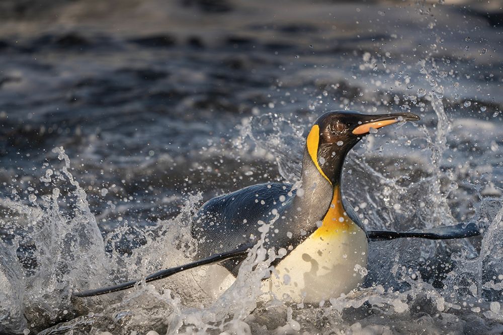 Antarctica-South Georgia Island-Salisbury Plain King penguin emerging from surf art print by Jaynes Gallery for $57.95 CAD