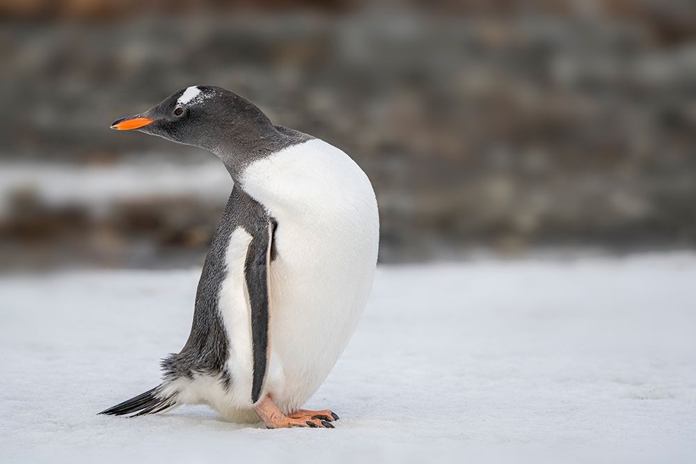 Antarctica-South Georgia Island-Stromness Bay Gentoo penguin close-up art print by Jaynes Gallery for $57.95 CAD