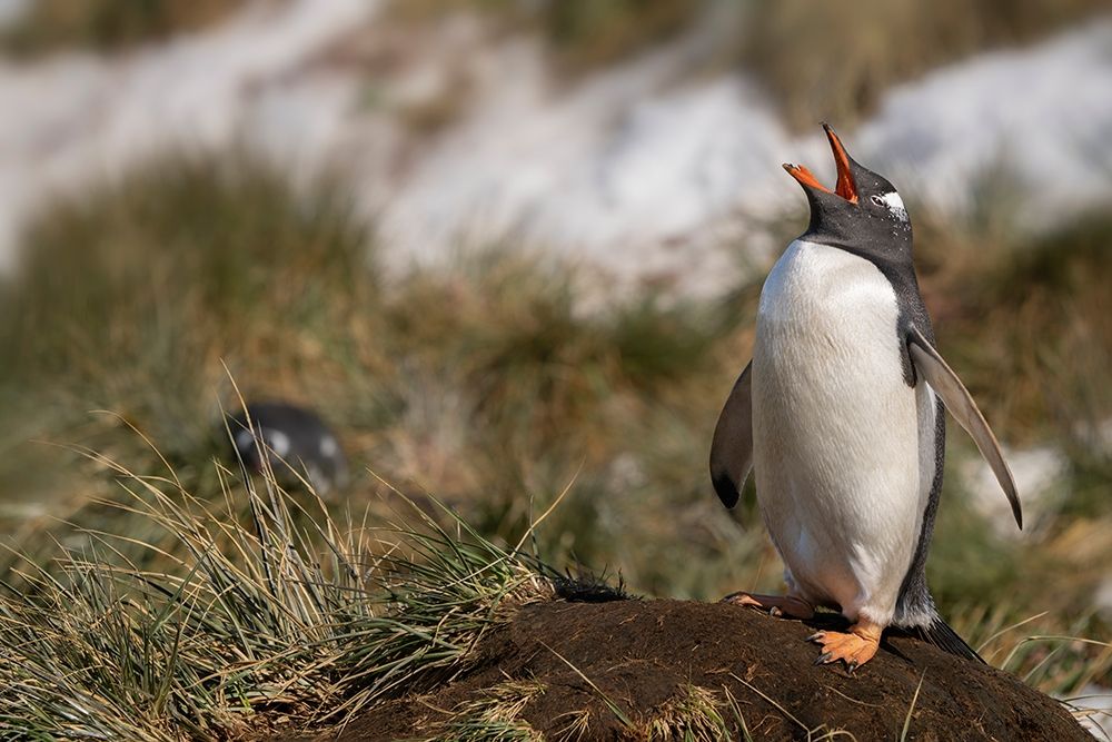Antarctica-South Georgia Island-Bay of Isles Gentoo penguin calling for its mate art print by Jaynes Gallery for $57.95 CAD
