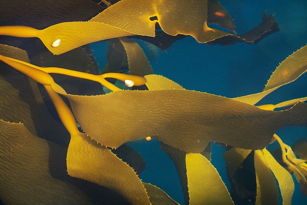 Antarctica-South Georgia Island-Undine Harbor North Close-up of kelp in ocean art print by Jaynes Gallery for $57.95 CAD