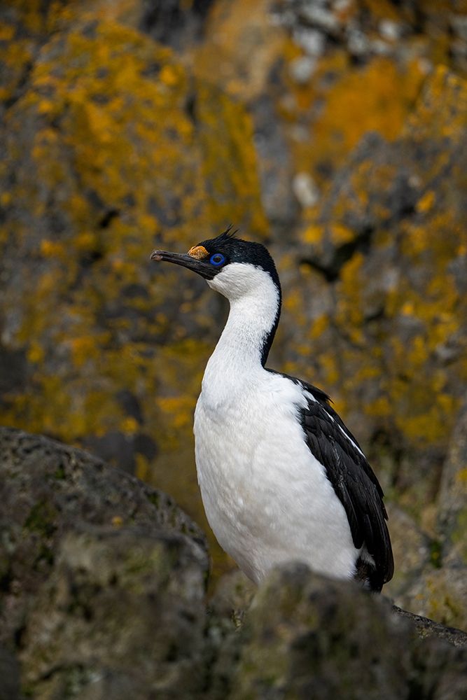 Antarctica-South Georgia Island-Undine Harbor North Antarctic blue-eyed shag close-up art print by Jaynes Gallery for $57.95 CAD