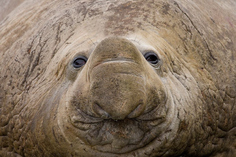 South Georgia, Elsehul Bay. Close-up of adult southern elephant seal face. art print by Jaynes Gallery for $57.95 CAD