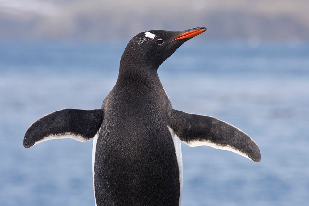 South Georgia, Fortuna Bay. Close-up of gentoo penguin. art print by Jaynes Gallery for $57.95 CAD