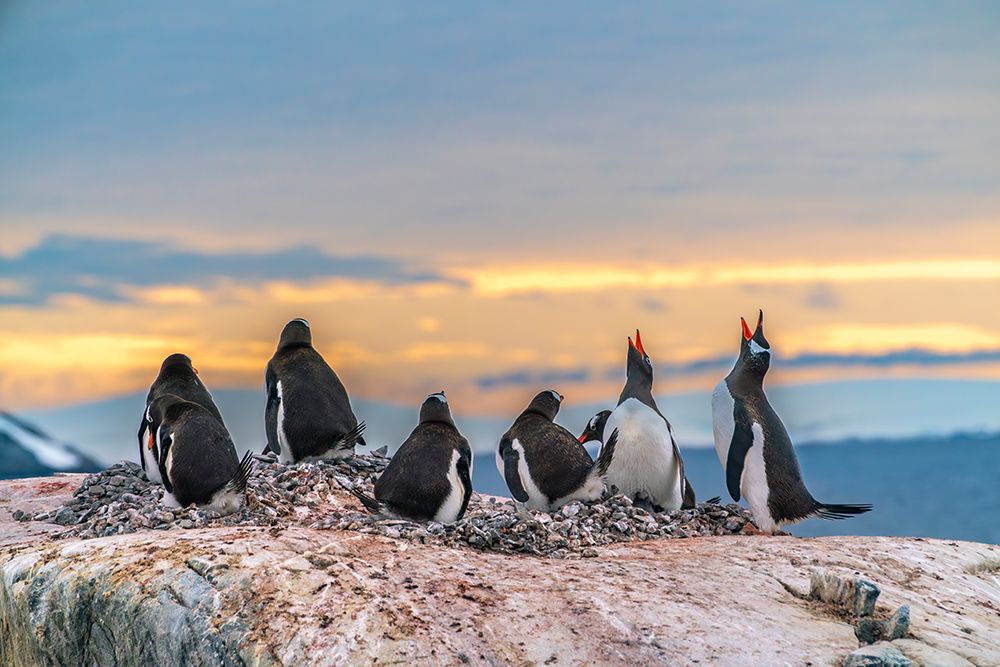 Antarctica, Wiencke Island. Gentoo penguins in rookery at sunset. art print by Jaynes Gallery for $57.95 CAD