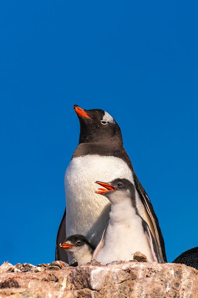 Antarctica, Petermann Island. Gentoo penguin and chicks at nest. art print by Jaynes Gallery for $57.95 CAD