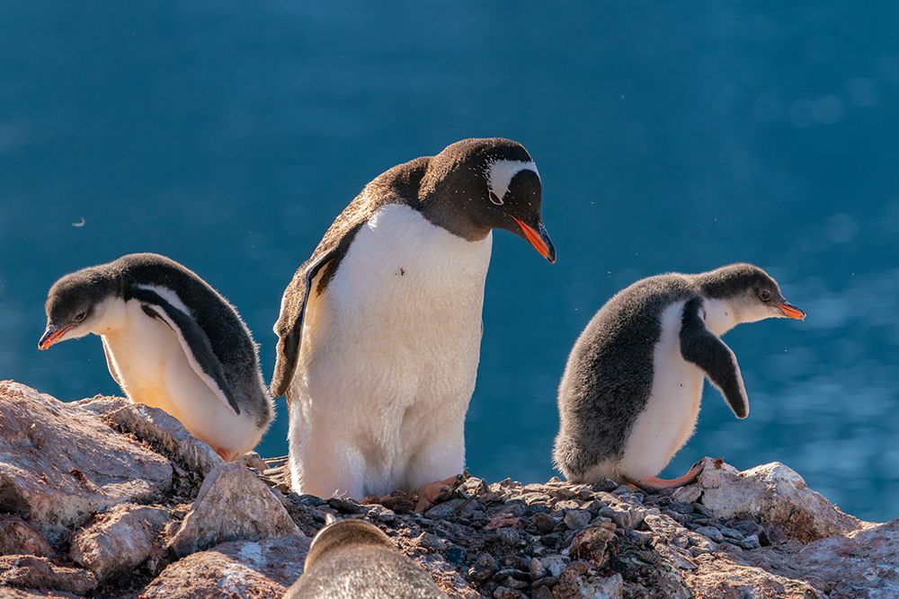 Antarctica, Petermann Island. Gentoo penguins and chicks at nest. art print by Jaynes Gallery for $57.95 CAD