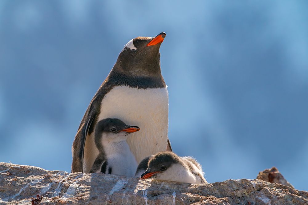 Antarctica, Petermann Island. Gentoo penguin and chicks at rookery. art print by Jaynes Gallery for $57.95 CAD