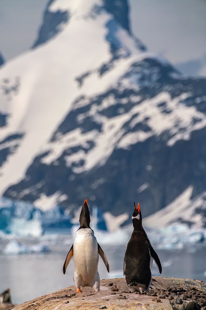 Antarctica, Petermann Island. Gentoo penguins calling. art print by Jaynes Gallery for $57.95 CAD